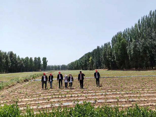 “三抓三促”行動進(jìn)行時 | 篤行不怠勇?lián)?dāng)　砥礪奮進(jìn)正當(dāng)時 —— 武威市敦煌種業(yè)種子有限公司“三抓三促”行動紀(jì)實(shí)